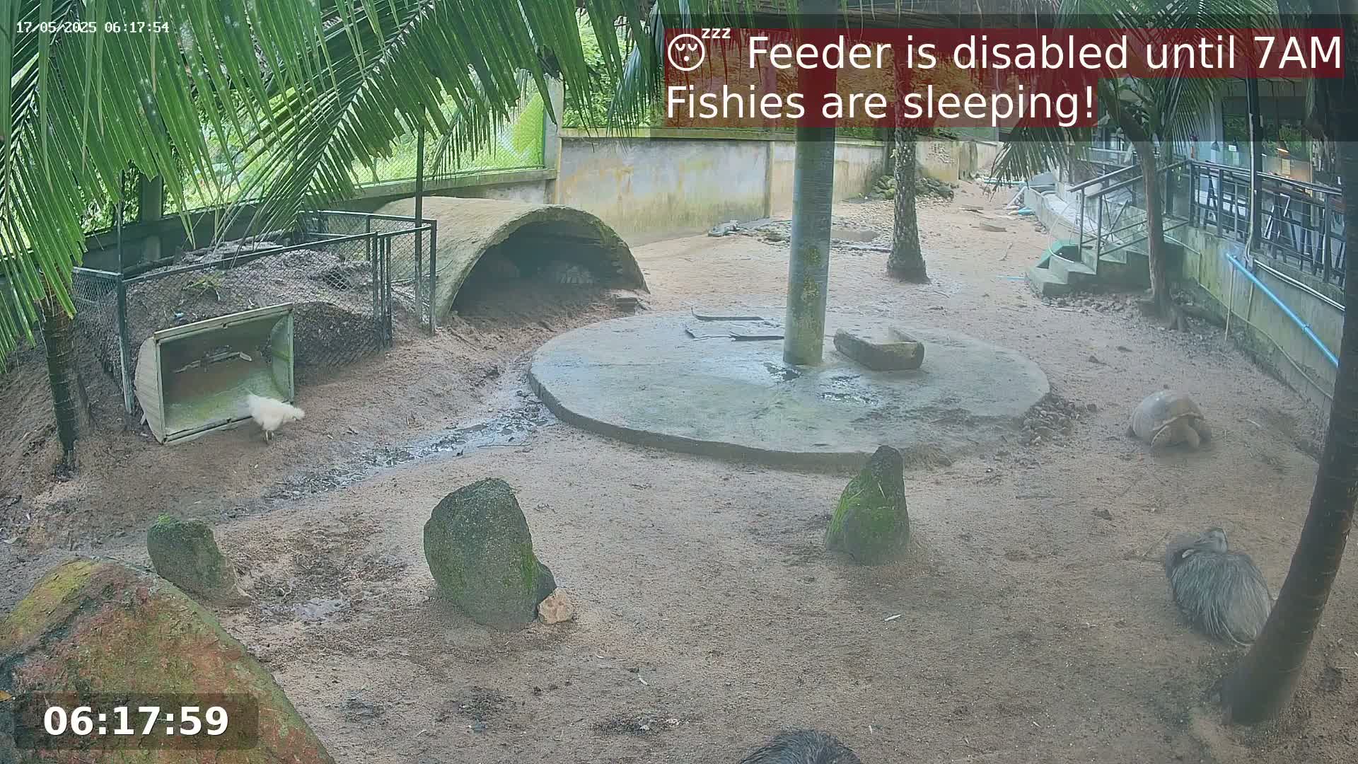 Zoo Cafe · Feed the Life of Fishes, Emus, Deers, Turtles, Malas  Live Cam  - Amphoe Ko Pha - Ngan, Surat Thani, Thailand