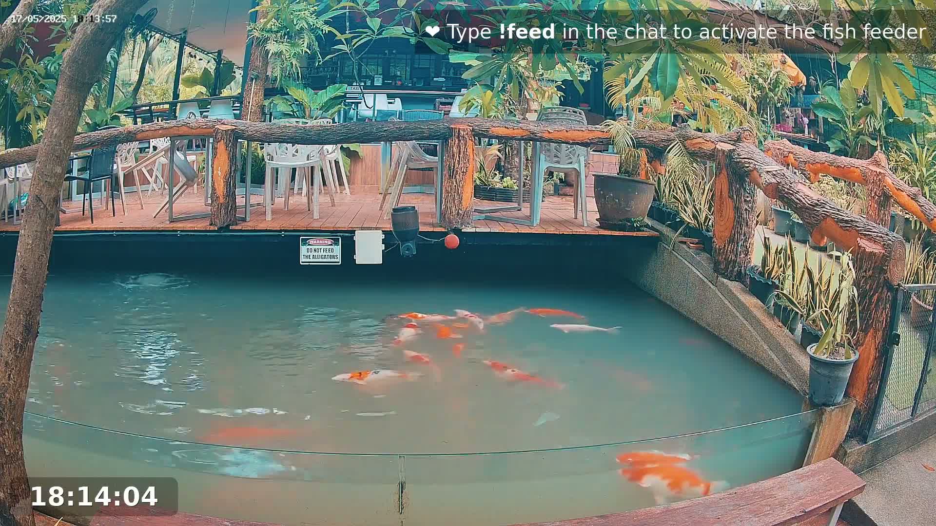 A koi pond with several orange and white fish swimming in it is situated next to an outdoor restaurant with wooden railings and seating.