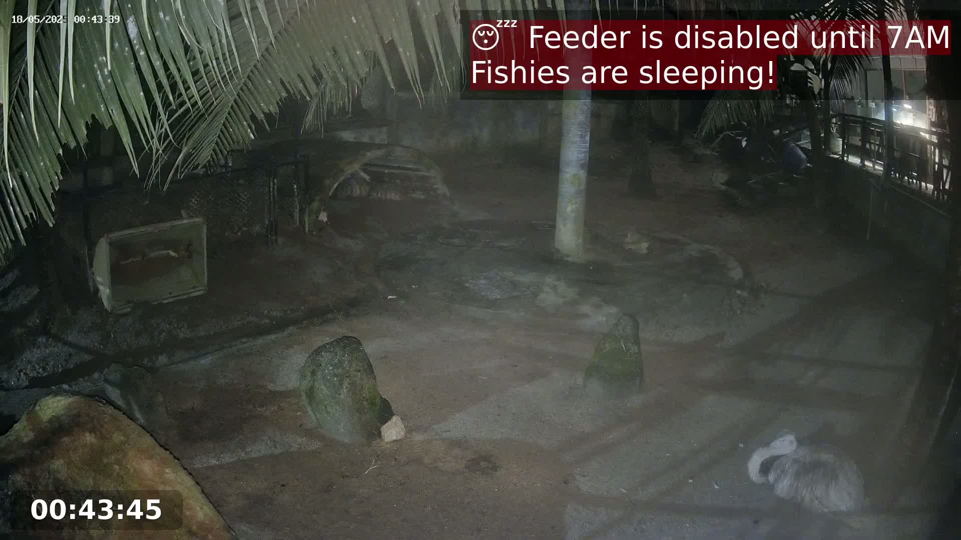 A nighttime outdoor scene shows a bird resting on the ground near a tree and several rocks, under palm fronds, in a dirt enclosure.