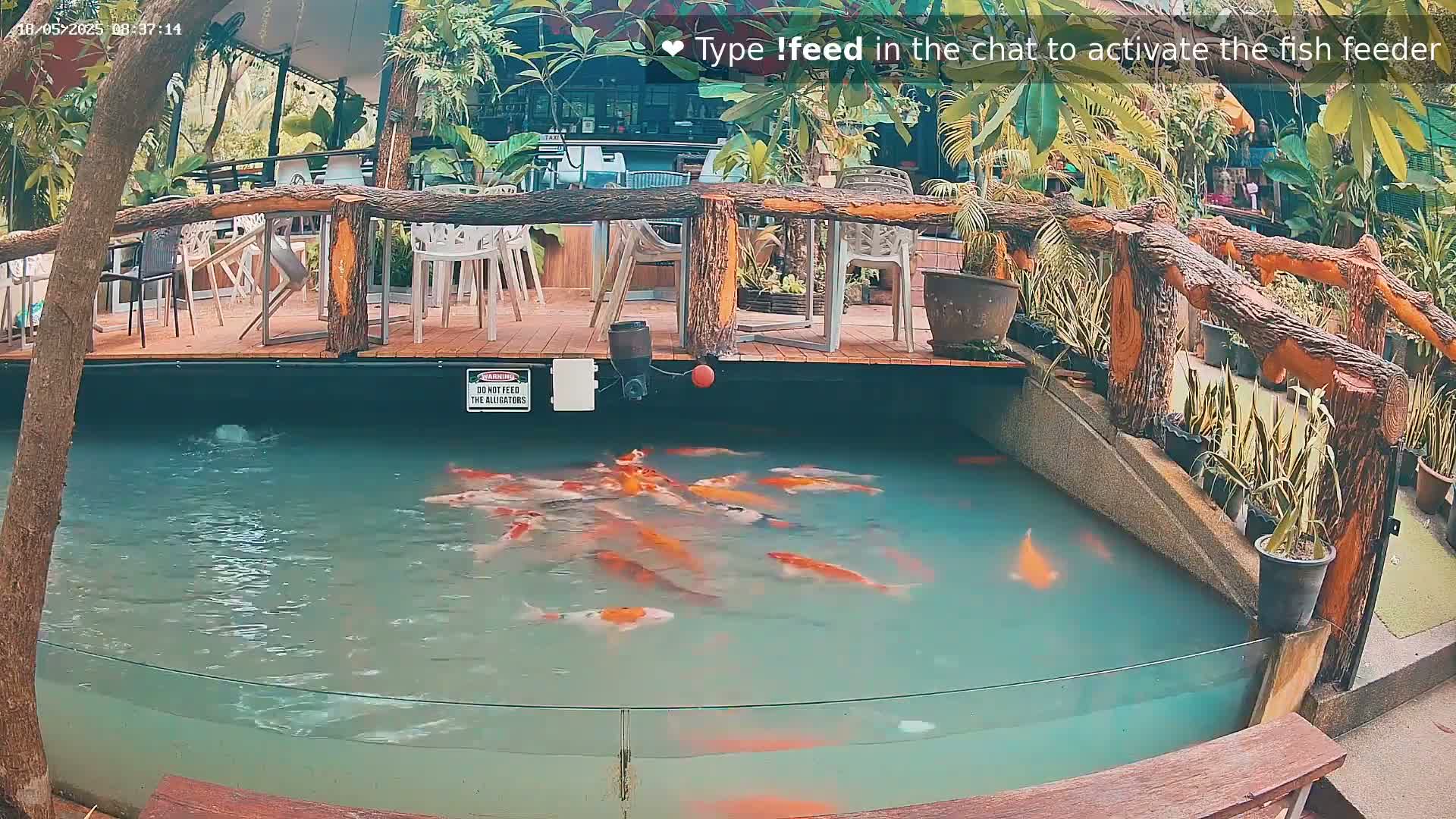 Zoo Cafe · Feed the Life of Fishes, Emus, Deers, Turtles, Malas  Live Cam  - Amphoe Ko Pha - Ngan, Surat Thani, Thailand