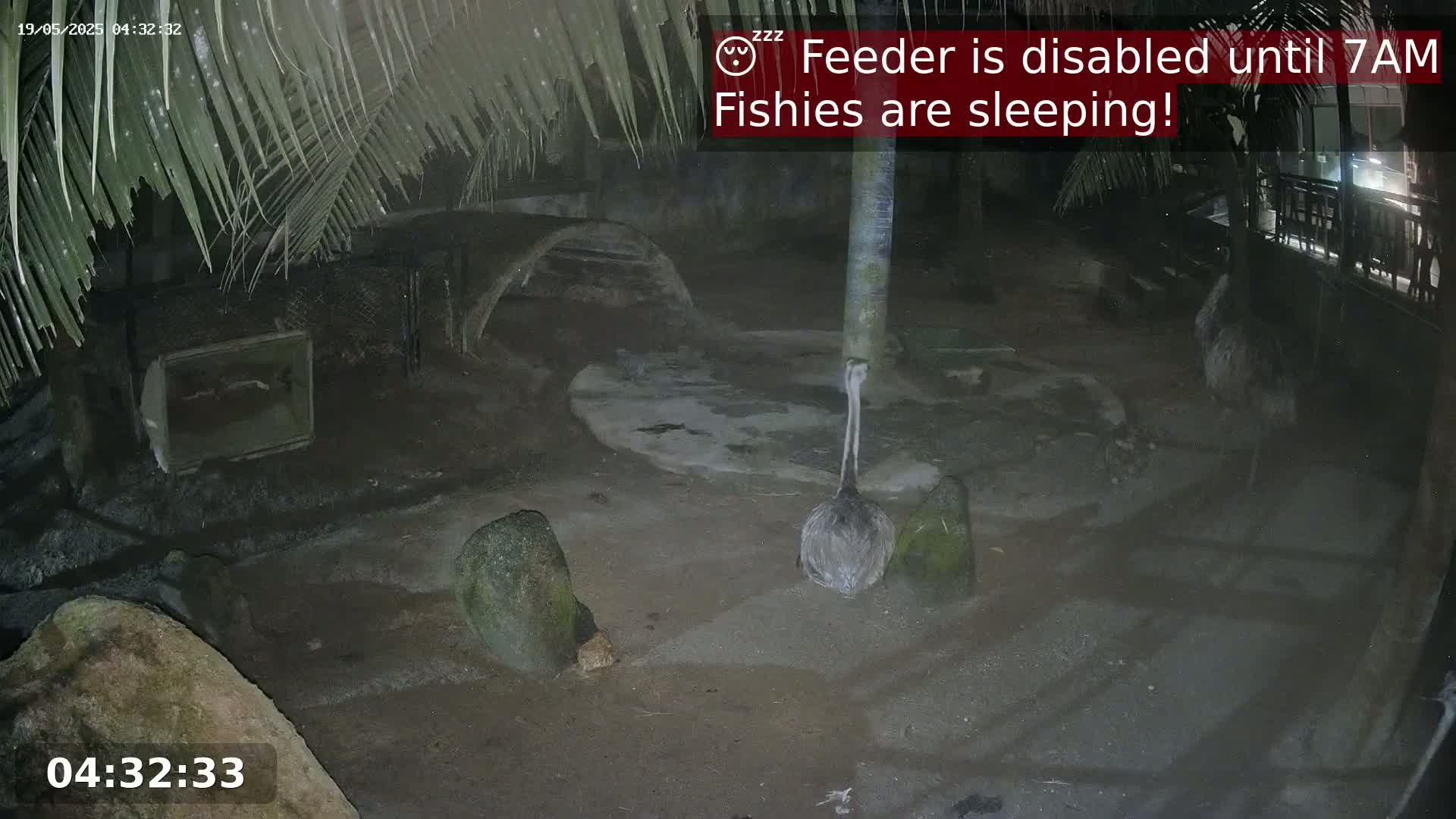 Zoo Cafe · Feed the Life of Fishes, Emus, Deers, Turtles, Malas  Live Cam  - Amphoe Ko Pha - Ngan, Surat Thani, Thailand