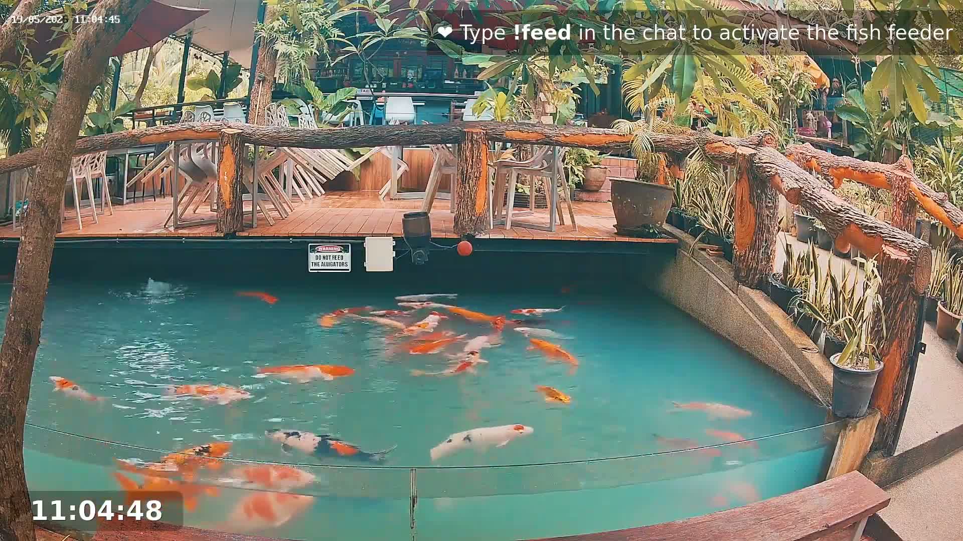 Zoo Cafe · Feed the Life of Fishes, Emus, Deers, Turtles, Malas  Live Cam  - Amphoe Ko Pha - Ngan, Surat Thani, Thailand