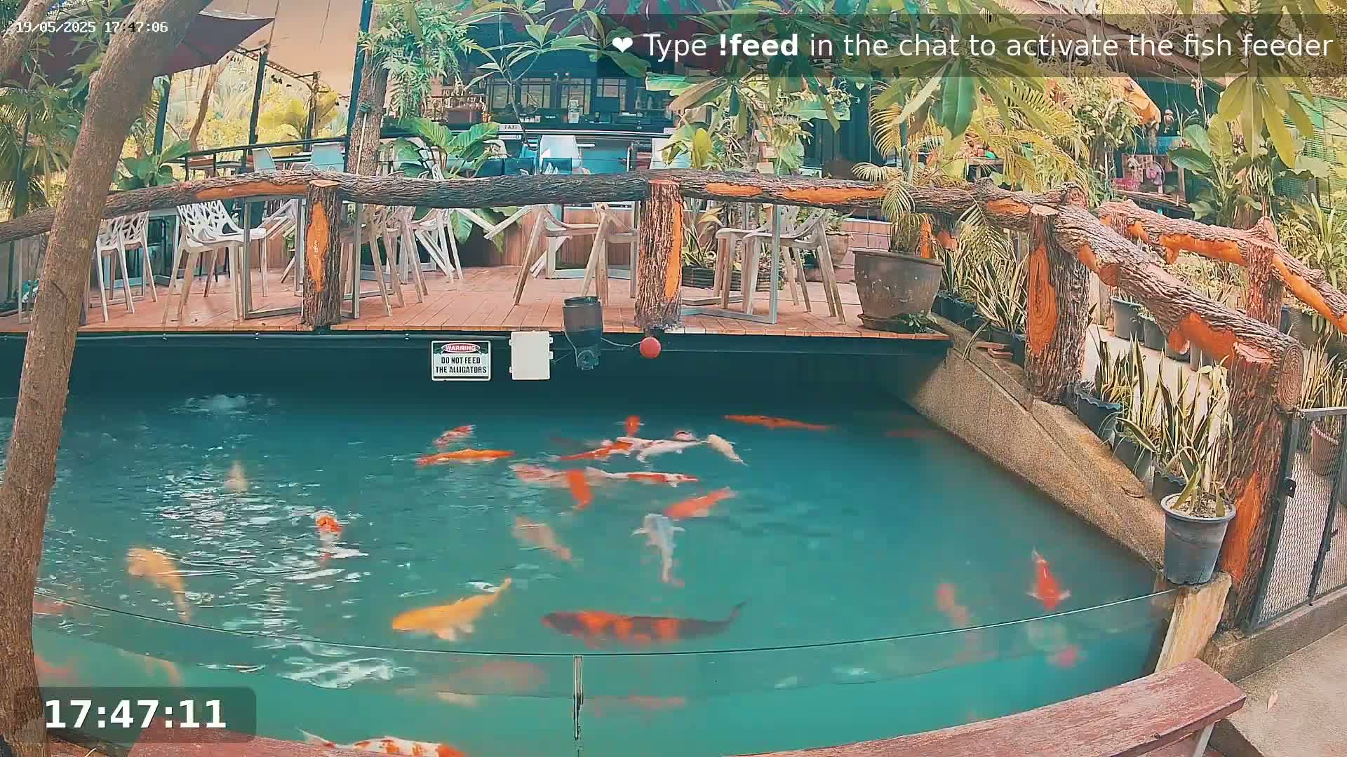 A koi pond with numerous orange and white fish is situated below a wooden deck furnished with white chairs and surrounded by lush tropical greenery.