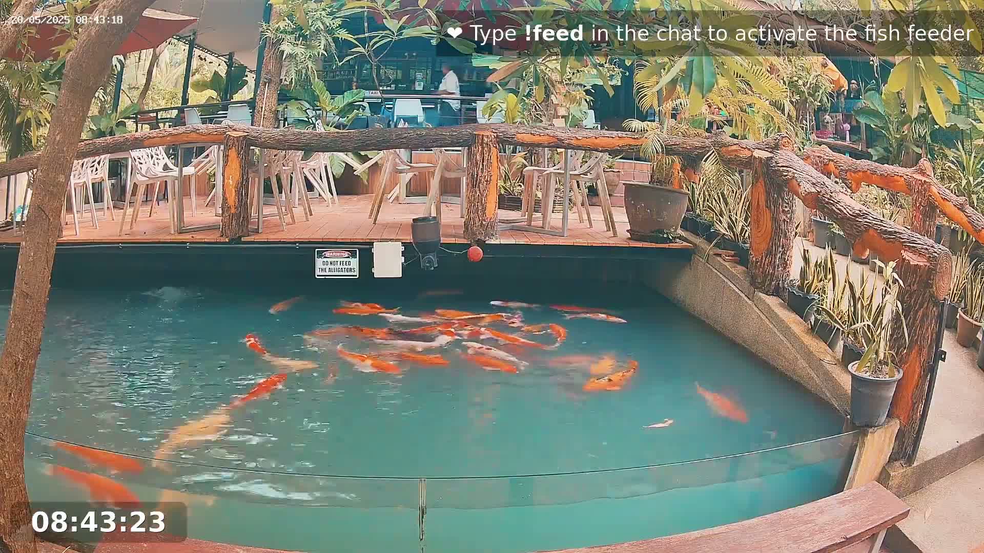 A pond filled with orange koi fish is situated below an outdoor patio with white chairs and wooden railings, surrounded by lush green plants.