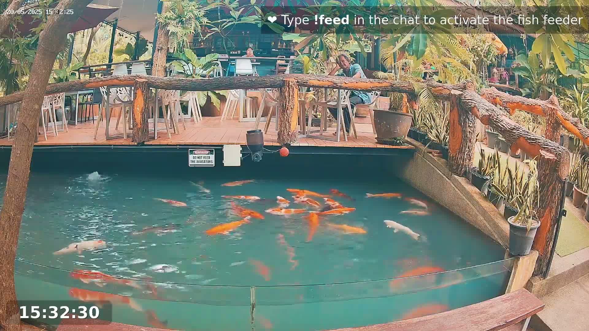 A koi pond with numerous orange and white fish is situated next to an outdoor restaurant with wooden railings and chairs.