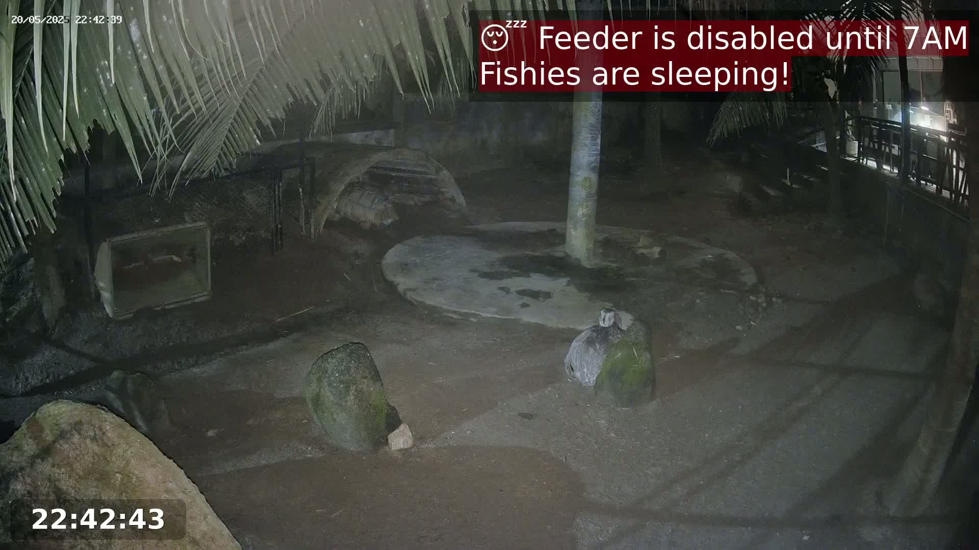 A nighttime outdoor enclosure shows two birds resting near rocks and a small body of water under palm fronds.