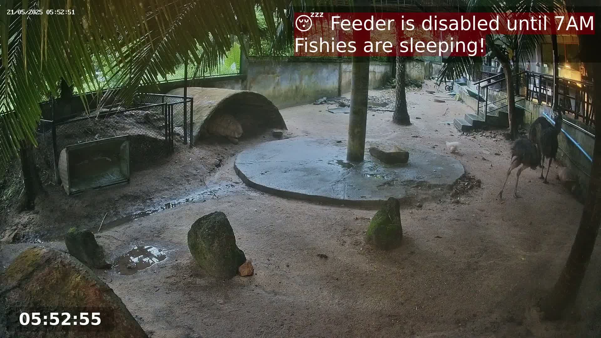 Zoo Cafe · Feed the Life of Fishes, Emus, Deers, Turtles, Malas  Live Cam  - Amphoe Ko Pha - Ngan, Surat Thani, Thailand