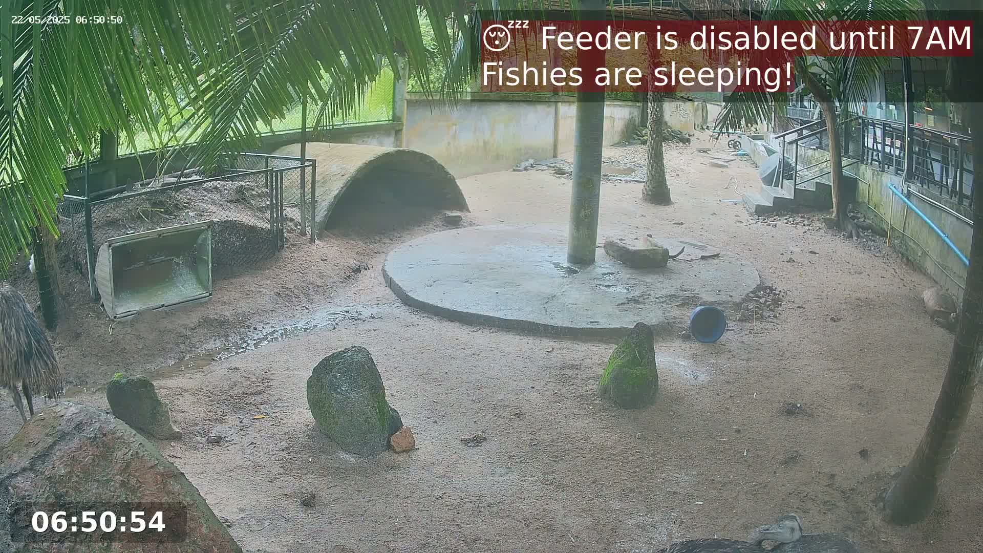 A damp sandy outdoor enclosure contains several rocks, a concrete circle, a curved shelter, and a partially visible bird.