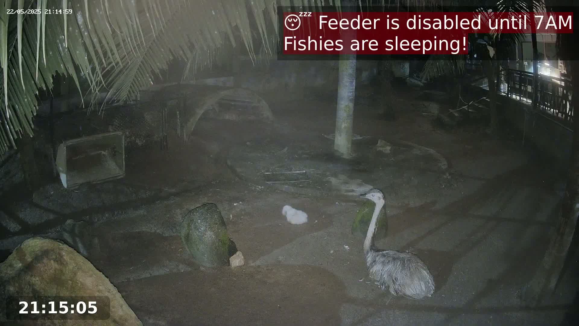 At night, an adult rhea stands near a small, fluffy chick in a dark enclosure under palm trees.