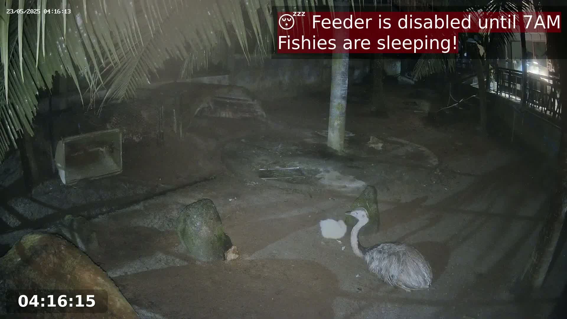 At night, under palm trees, a rhea and its chick rest on the ground near some rocks and a small structure.