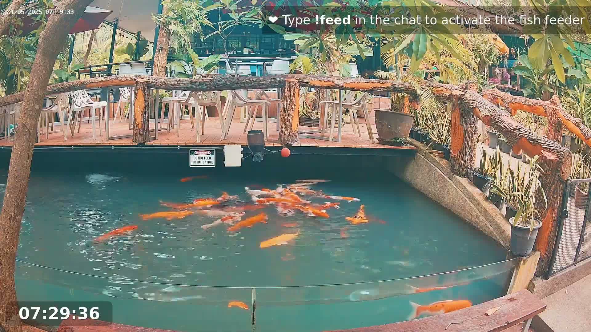 Zoo Cafe · Feed the Life of Fishes, Emus, Deers, Turtles, Malas  Live Cam  - Amphoe Ko Pha - Ngan, Surat Thani, Thailand