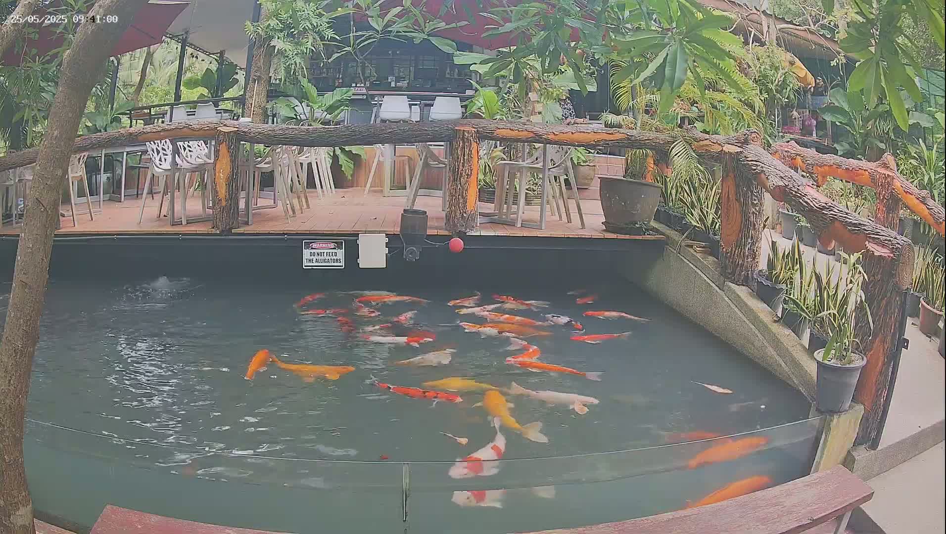 Zoo Cafe · Feed the Life of Fishes, Emus, Deers, Turtles, Malas  Live Cam  - Amphoe Ko Pha - Ngan, Surat Thani, Thailand