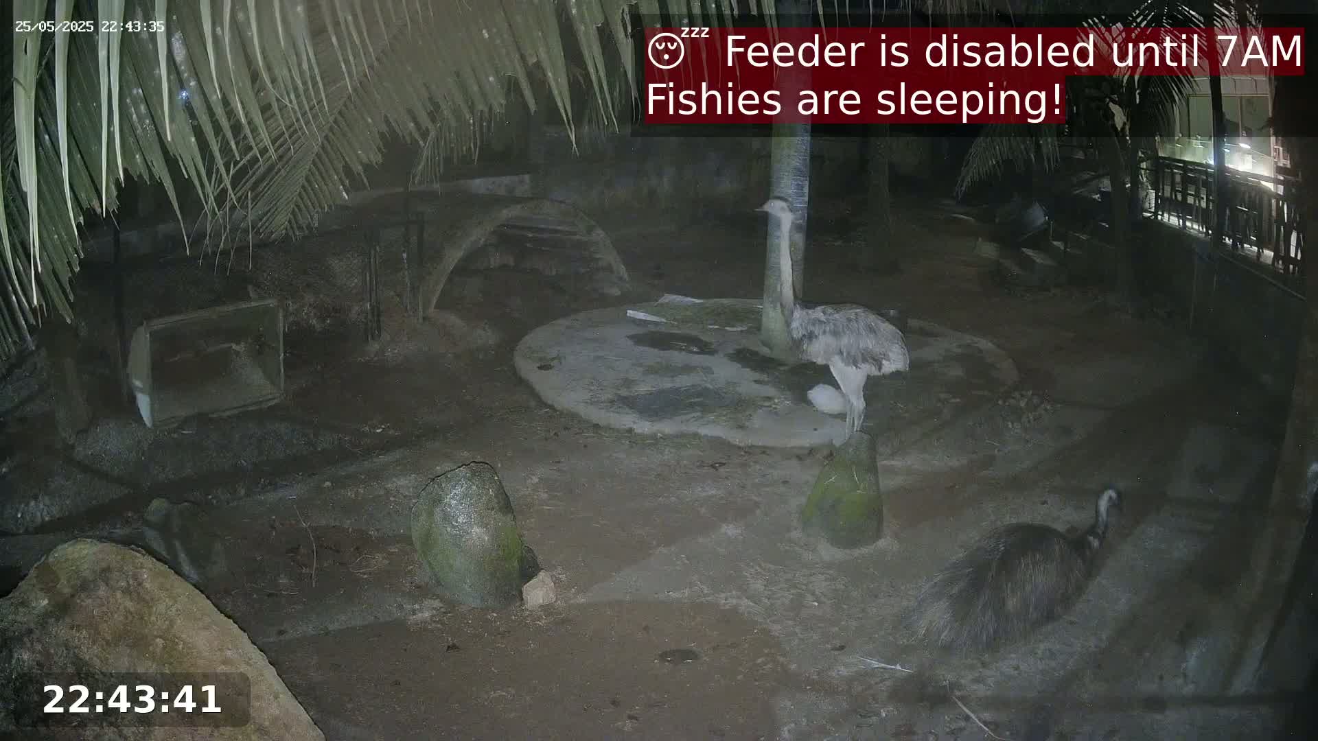 At night, under palm fronds, two rheas stand near a circular enclosure in a dark, outdoor area.