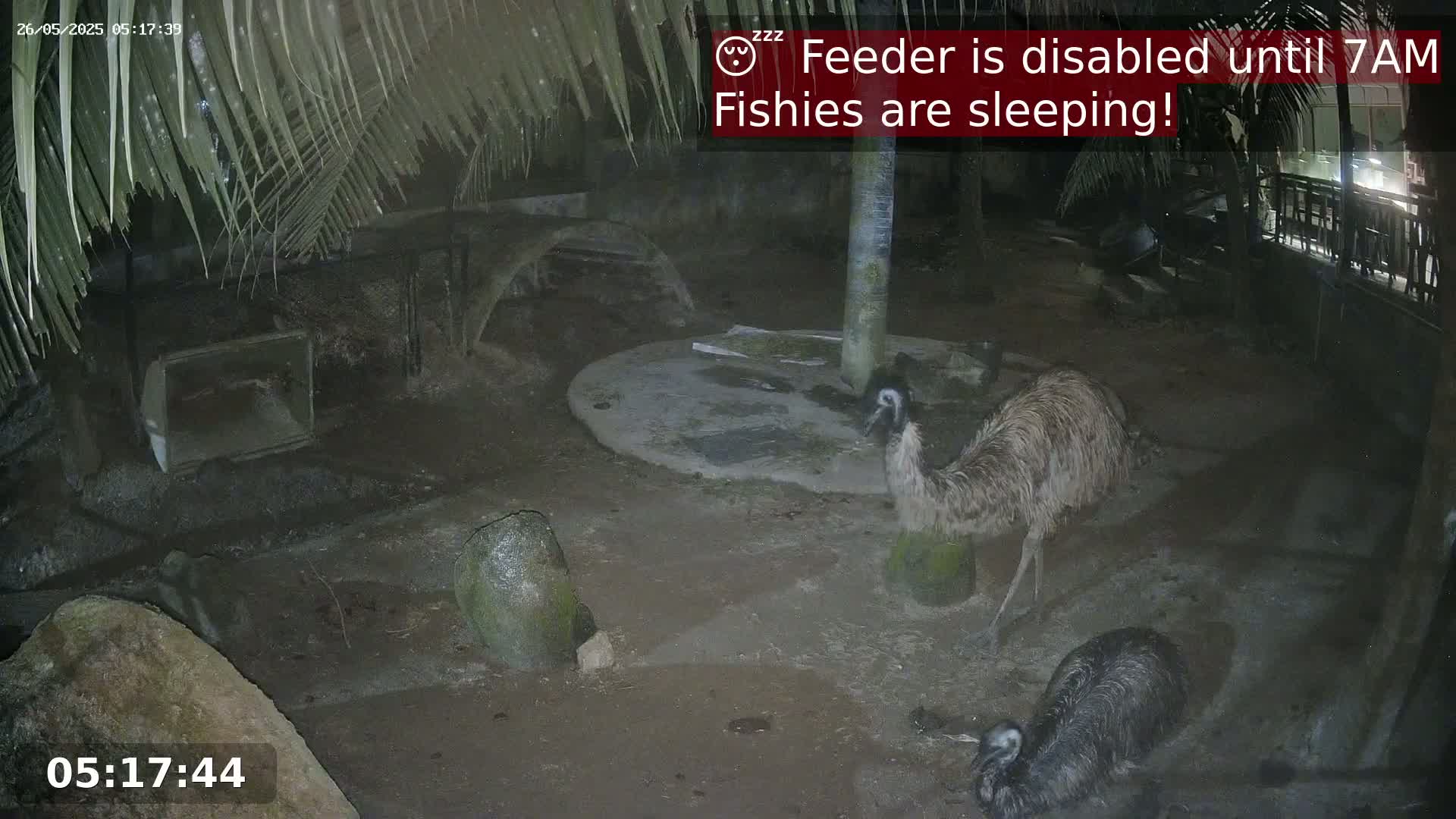 Two emus are standing and lying down on dark, dirt ground at night under palm trees.
