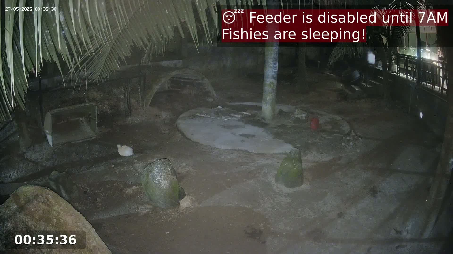 A nighttime outdoor enclosure shows a small, light-colored animal near several rocks and structures under palm fronds.