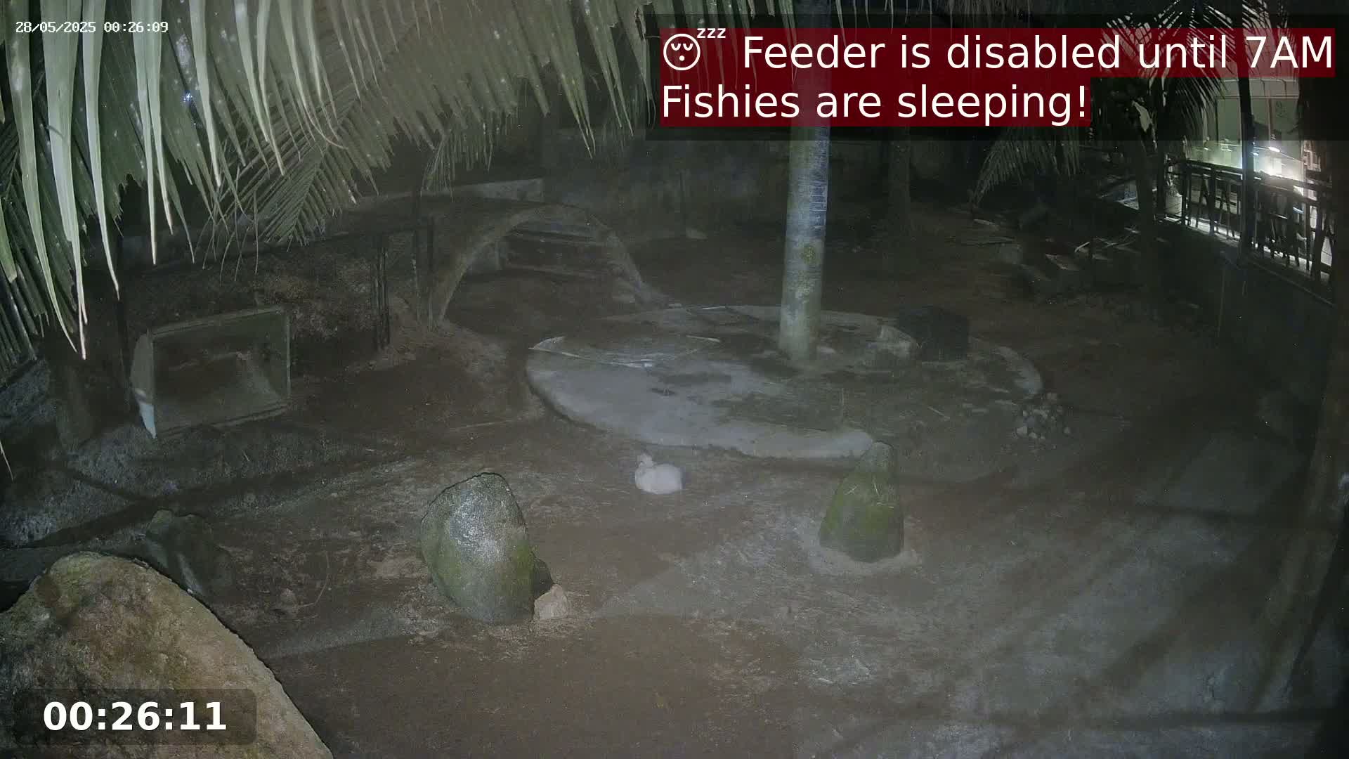 A nighttime, outdoor enclosure shows a small, white animal near a central, flat, light-colored area surrounded by rocks and artificial structures under palm fronds.