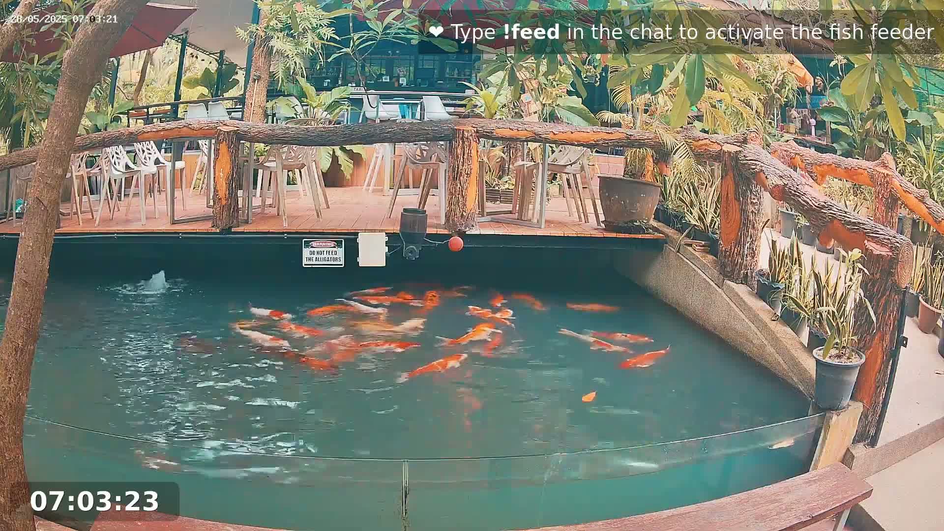 A koi pond with numerous orange and white fish is situated below an outdoor patio area with wooden railings and several empty chairs.