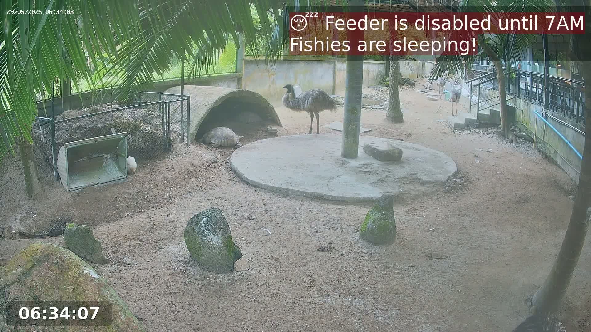 An emu stands near a tortoise in an enclosure, with another bird in the background, under the shade of palm trees in an outdoor, sunny setting.