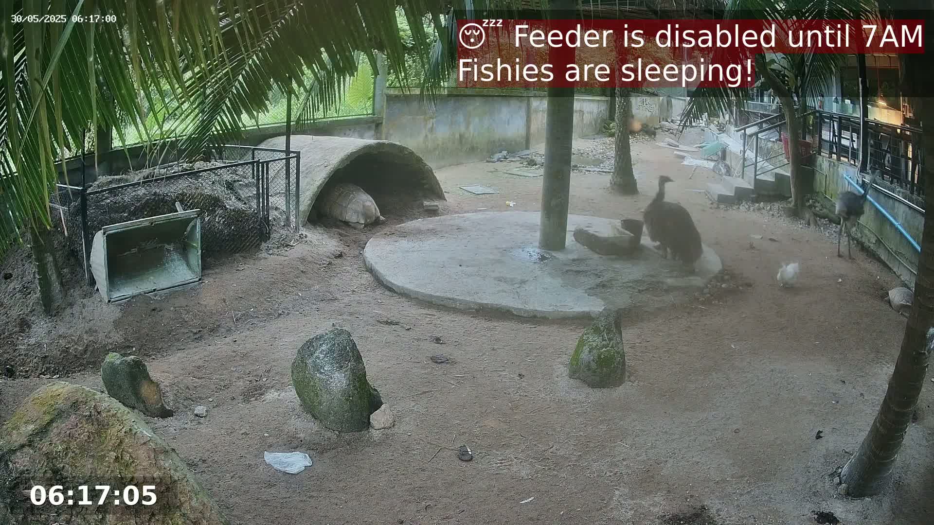 A tortoise rests in a shelter while two emus and a smaller bird roam a sandy outdoor enclosure partially shaded by palm trees.