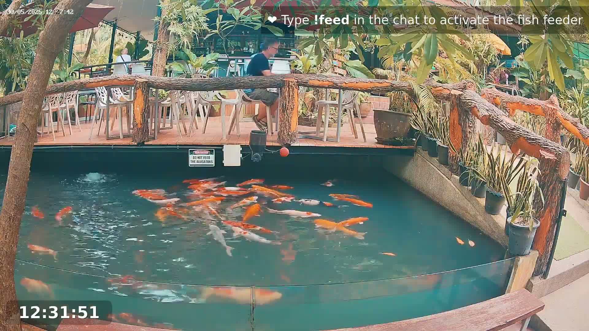 A koi pond with many orange and white fish is situated next to an outdoor restaurant with a wooden deck and railing, surrounded by lush green plants.