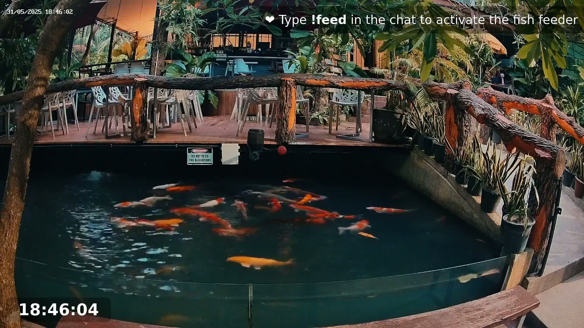 A koi pond with numerous fish is situated next to an outdoor patio with tables and chairs surrounded by lush tropical plants.