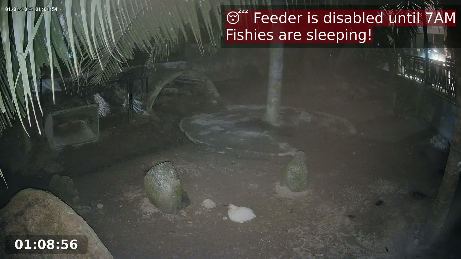 A small, light-colored animal rests on the ground near several rocks at night under palm fronds in an outdoor enclosure.