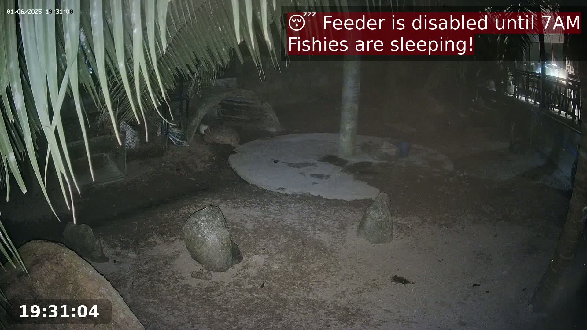 A nighttime outdoor scene shows a flat, light-colored area surrounded by several large rocks, with palm fronds overhanging from above.