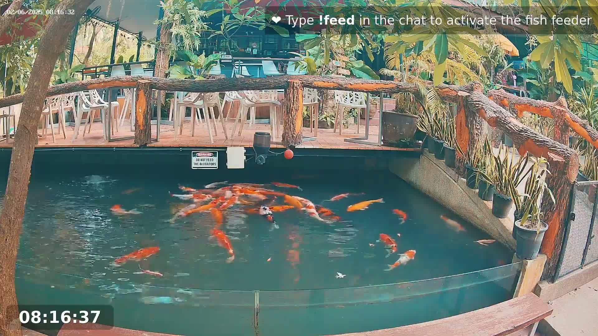 A koi pond filled with numerous orange and white fish is situated next to an outdoor patio with wooden furniture and lush greenery.