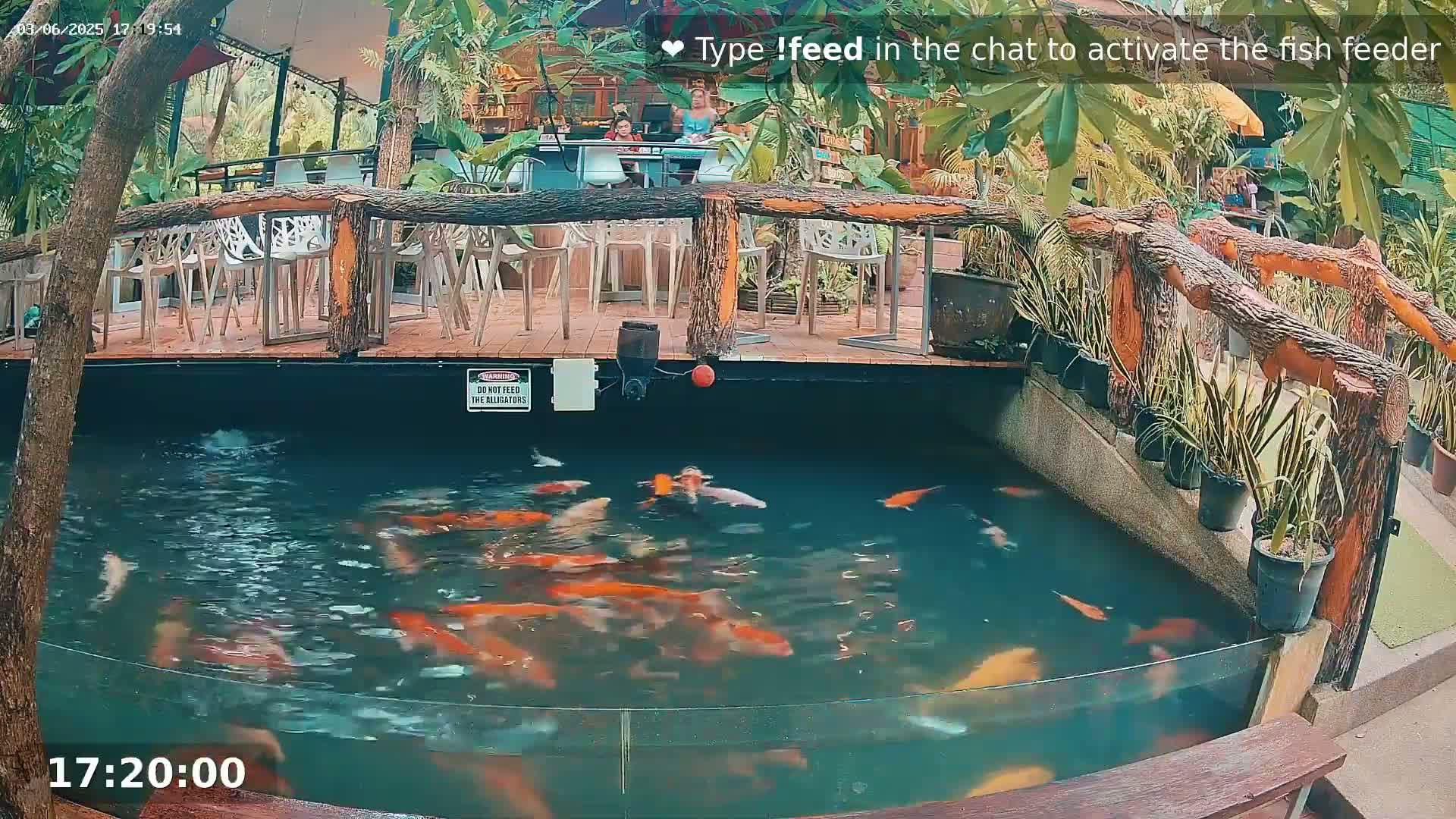 A koi pond filled with orange and white fish is situated below an outdoor patio with wooden railings and seating, surrounded by lush tropical plants.