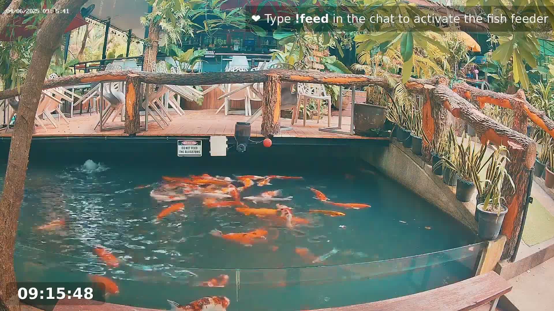 Zoo Cafe · Feed the Life of Fishes, Emus, Deers, Turtles, Malas  Live Cam  - Amphoe Ko Pha - Ngan, Surat Thani, Thailand
