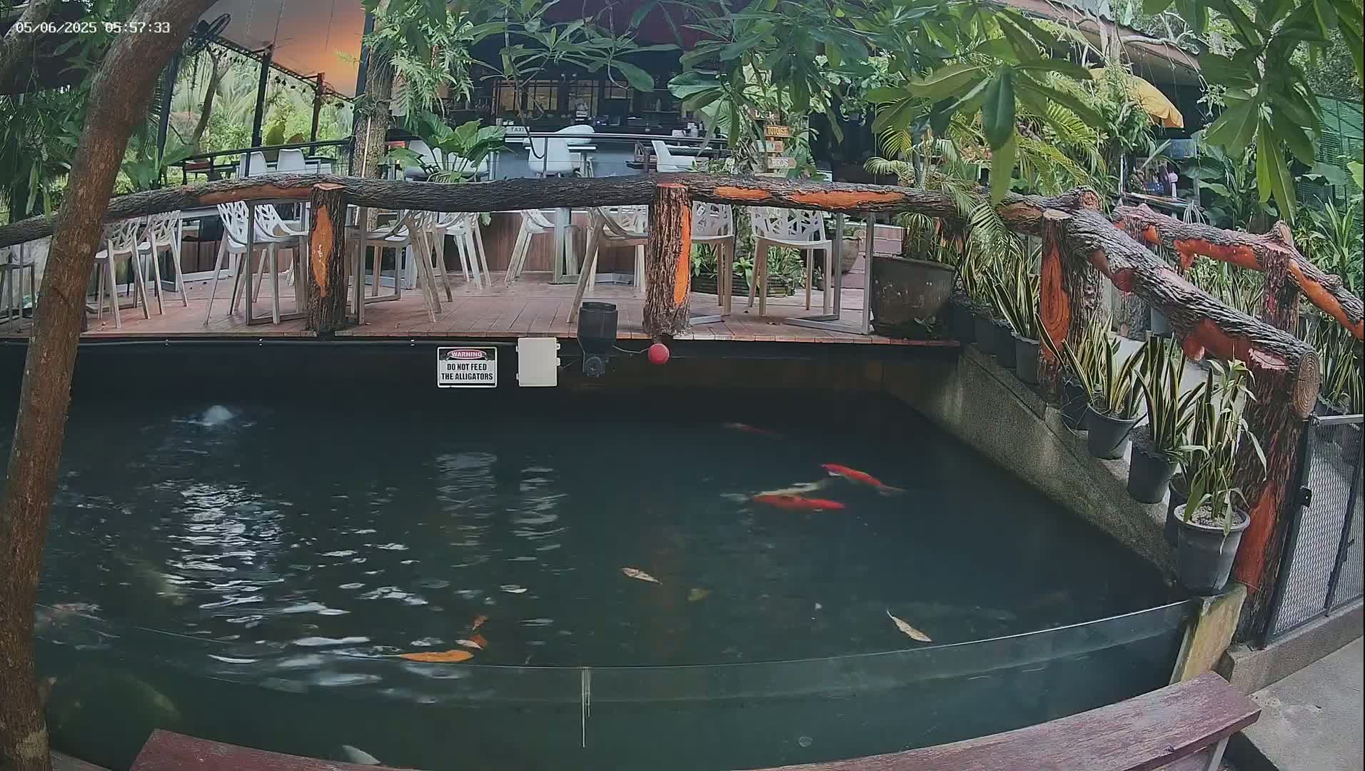 A koi pond containing several fish is situated below an outdoor patio with white plastic chairs and wooden railings, surrounded by lush green plants.