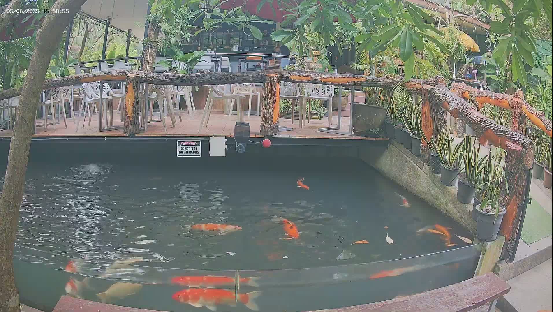 A koi pond with several orange and white koi fish is situated below an outdoor patio with white chairs and a wooden railing, surrounded by lush green plants.