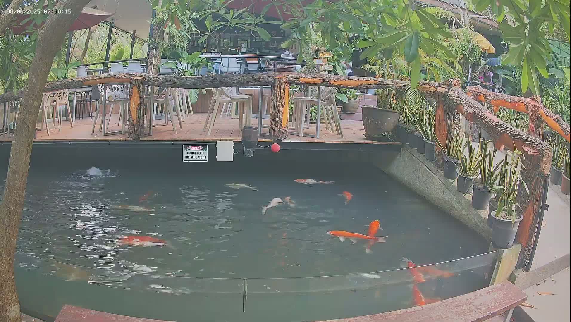 Koi fish swim in a pond below an outdoor patio with wooden railings and several empty chairs.