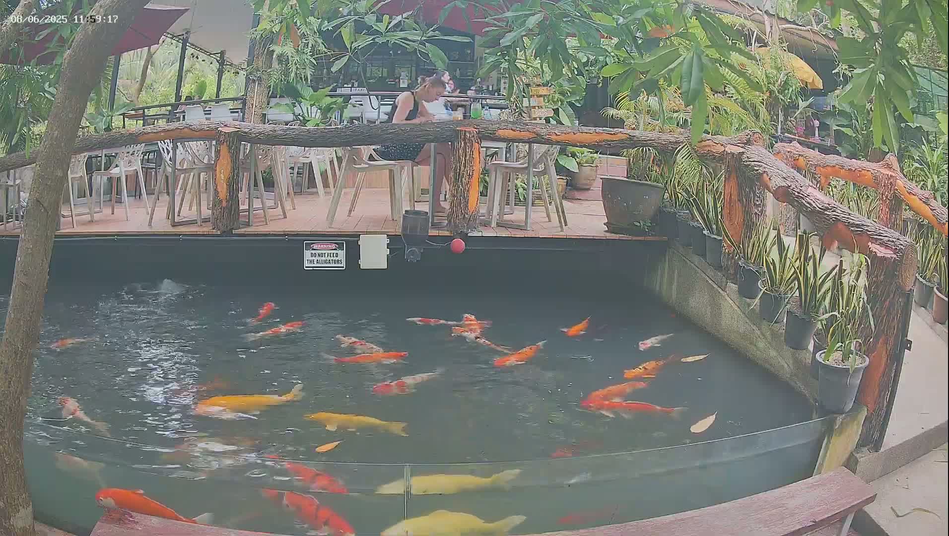 Zoo Cafe · Feed the Life of Fishes, Emus, Deers, Turtles, Malas  Live Cam  - Amphoe Ko Pha - Ngan, Surat Thani, Thailand