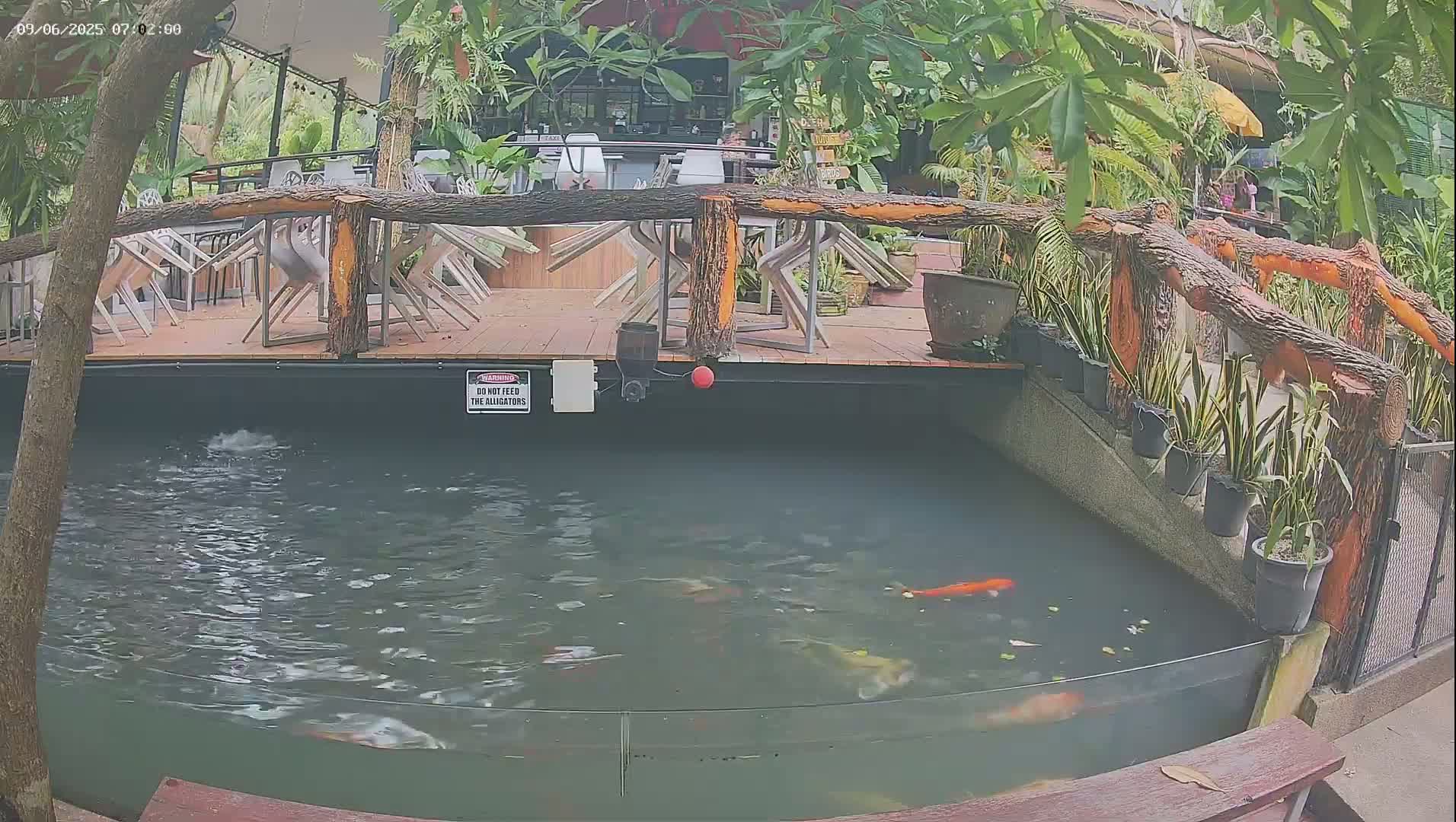 Zoo Cafe · Feed the Life of Fishes, Emus, Deers, Turtles, Malas  Live Cam  - Amphoe Ko Pha - Ngan, Surat Thani, Thailand