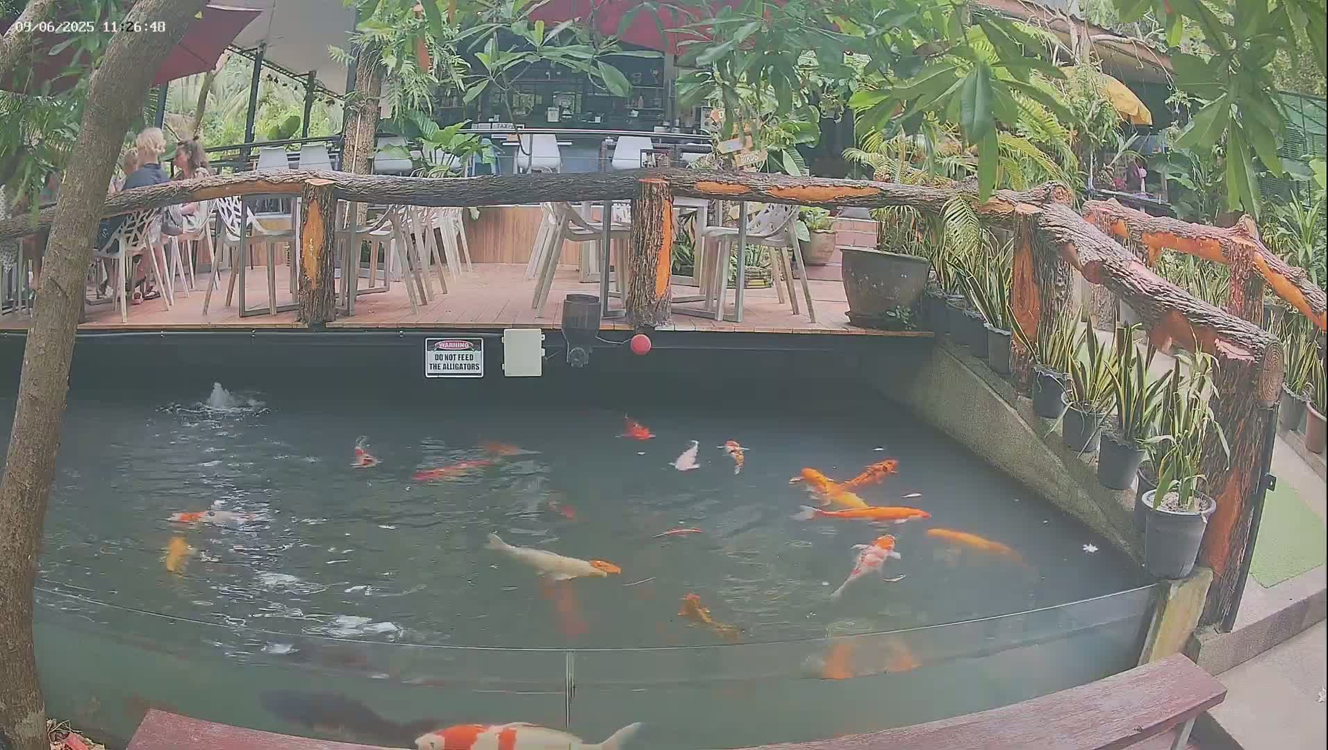 Zoo Cafe · Feed the Life of Fishes, Emus, Deers, Turtles, Malas  Live Cam  - Amphoe Ko Pha - Ngan, Surat Thani, Thailand