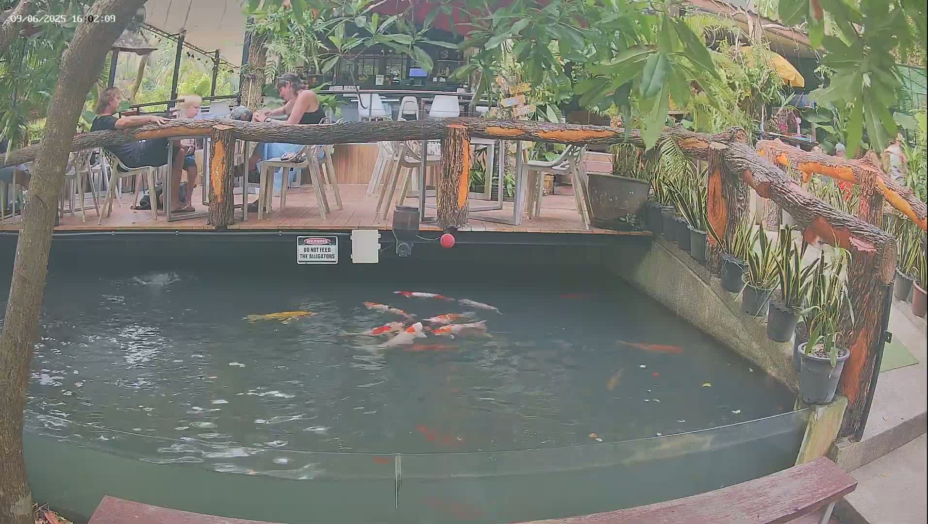 A koi pond with several orange and white fish is situated below an outdoor patio where people are seated at tables.
