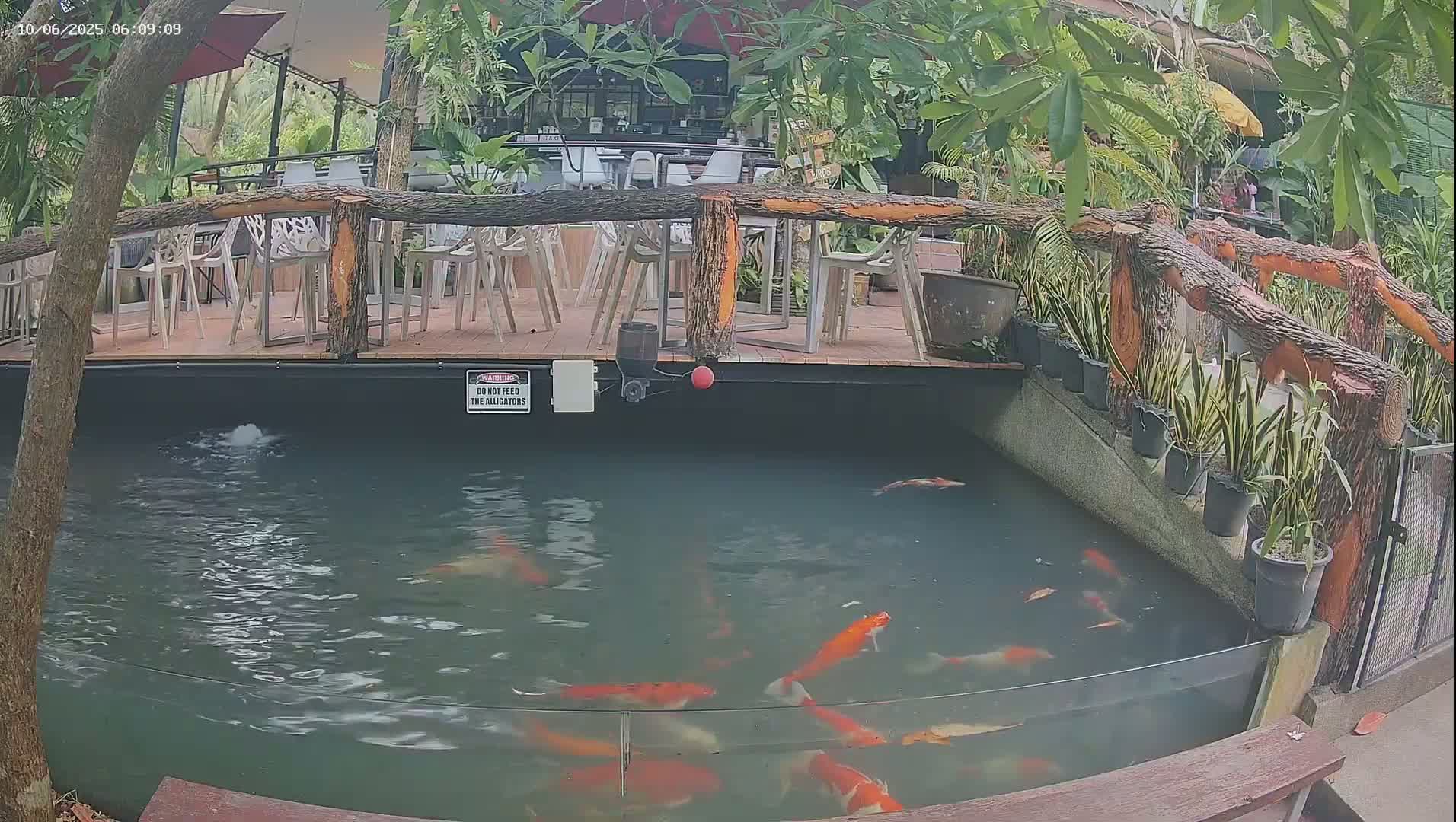 Zoo Cafe · Feed the Life of Fishes, Emus, Deers, Turtles, Malas  Live Cam  - Amphoe Ko Pha - Ngan, Surat Thani, Thailand