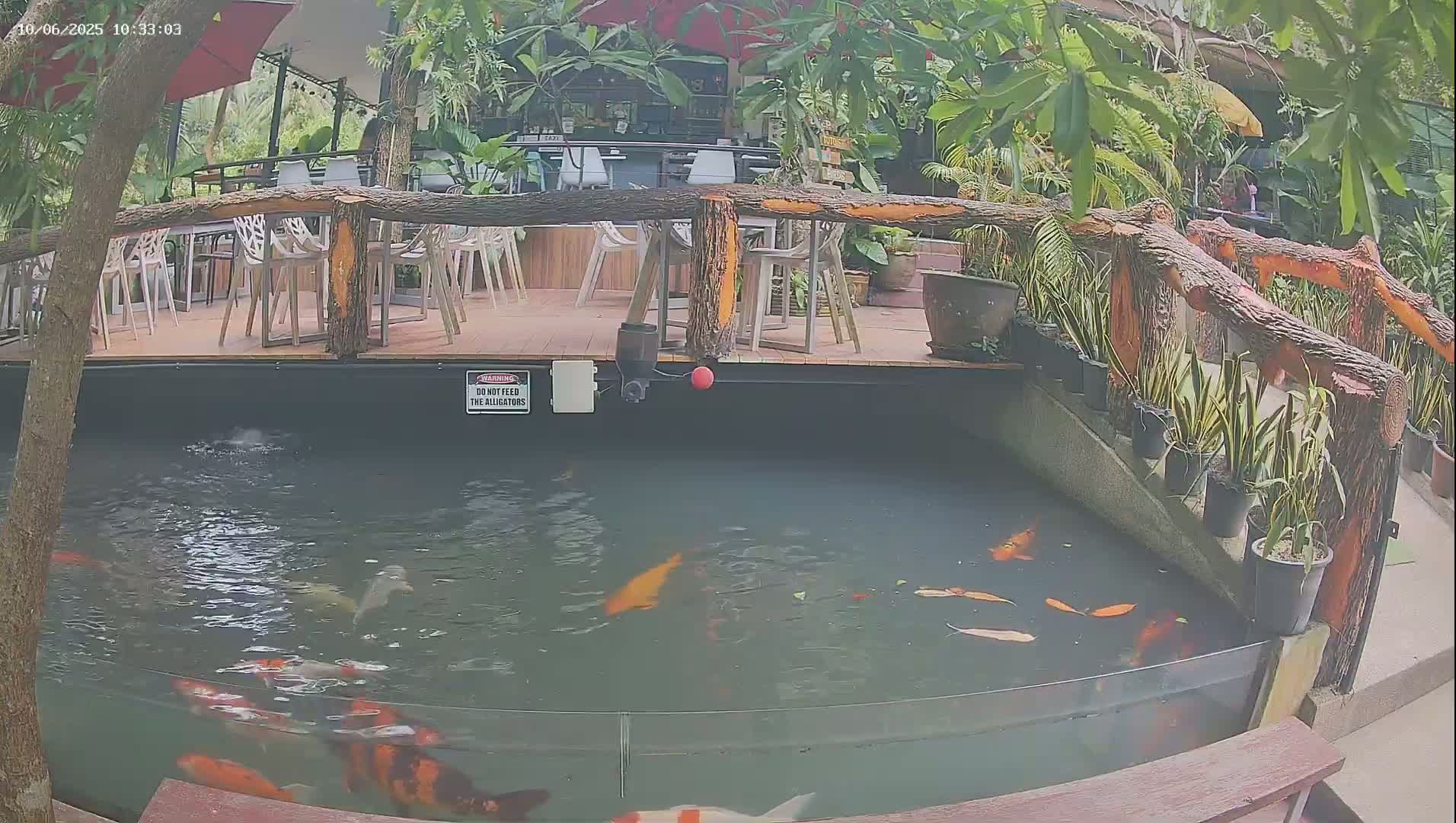 Zoo Cafe · Feed the Life of Fishes, Emus, Deers, Turtles, Malas  Live Cam  - Amphoe Ko Pha - Ngan, Surat Thani, Thailand