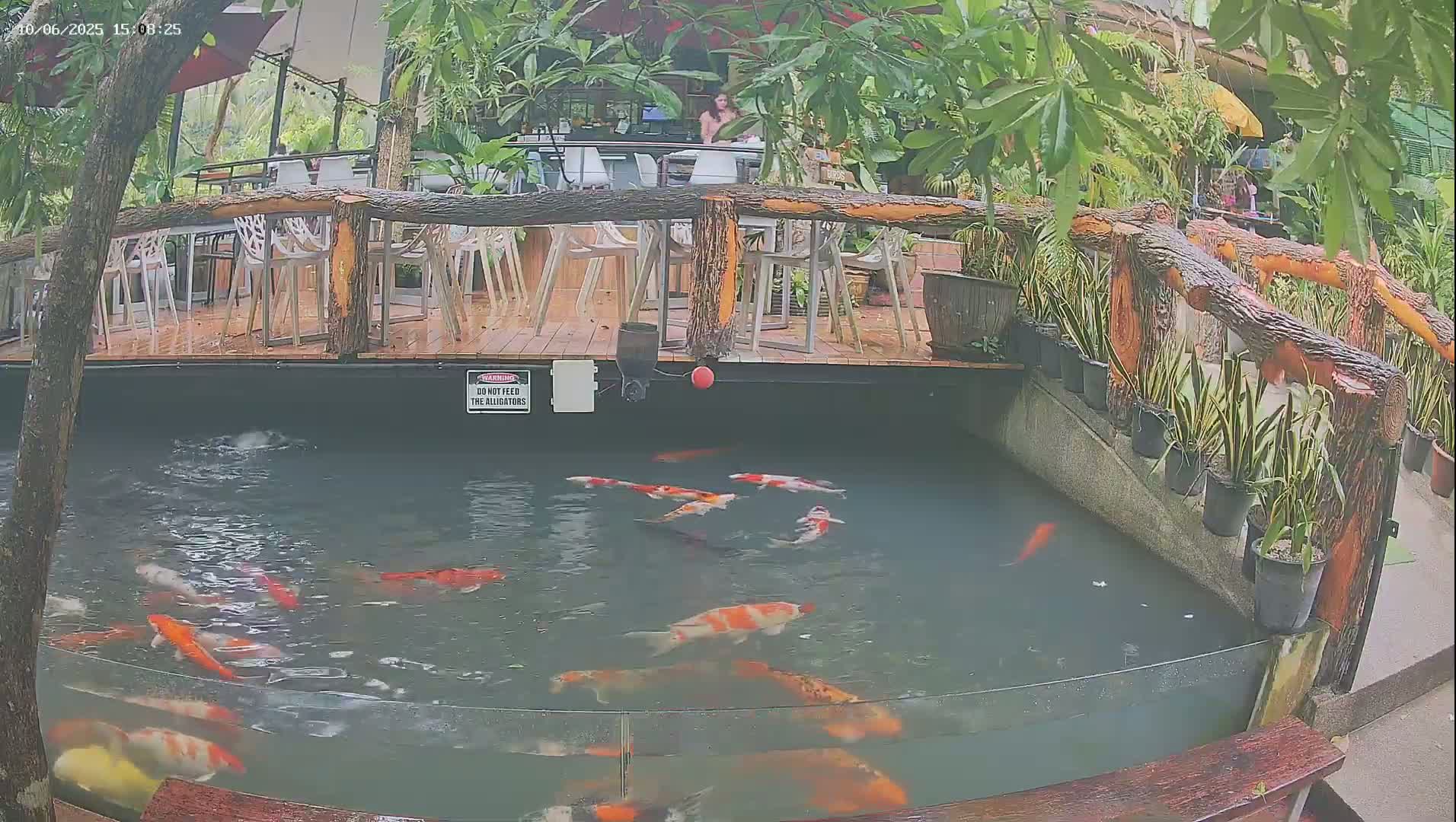 A koi pond with numerous colorful fish is situated next to an outdoor patio with white chairs and a wooden railing, under a lightly overcast sky.