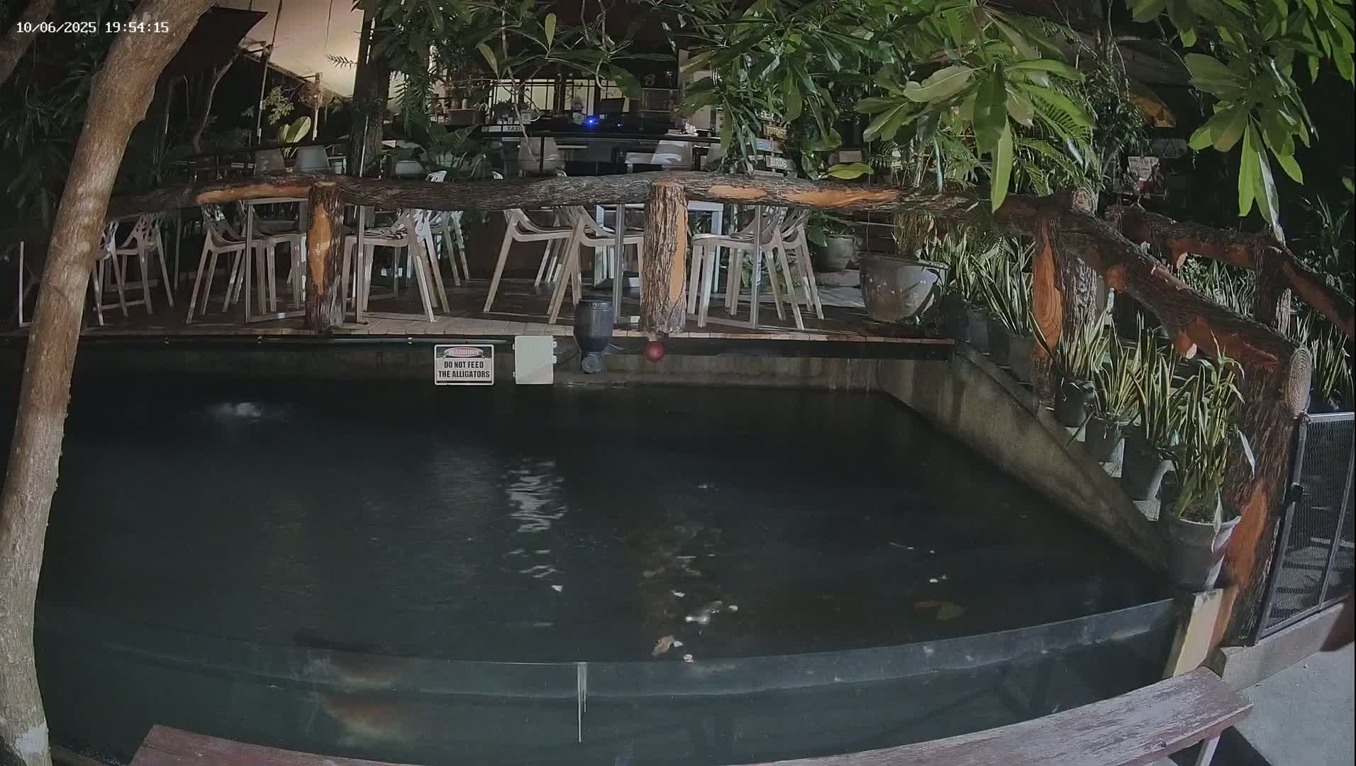 A dark, rectangular pond with fish visible beneath a wooden deck surrounded by lush tropical plants at night.