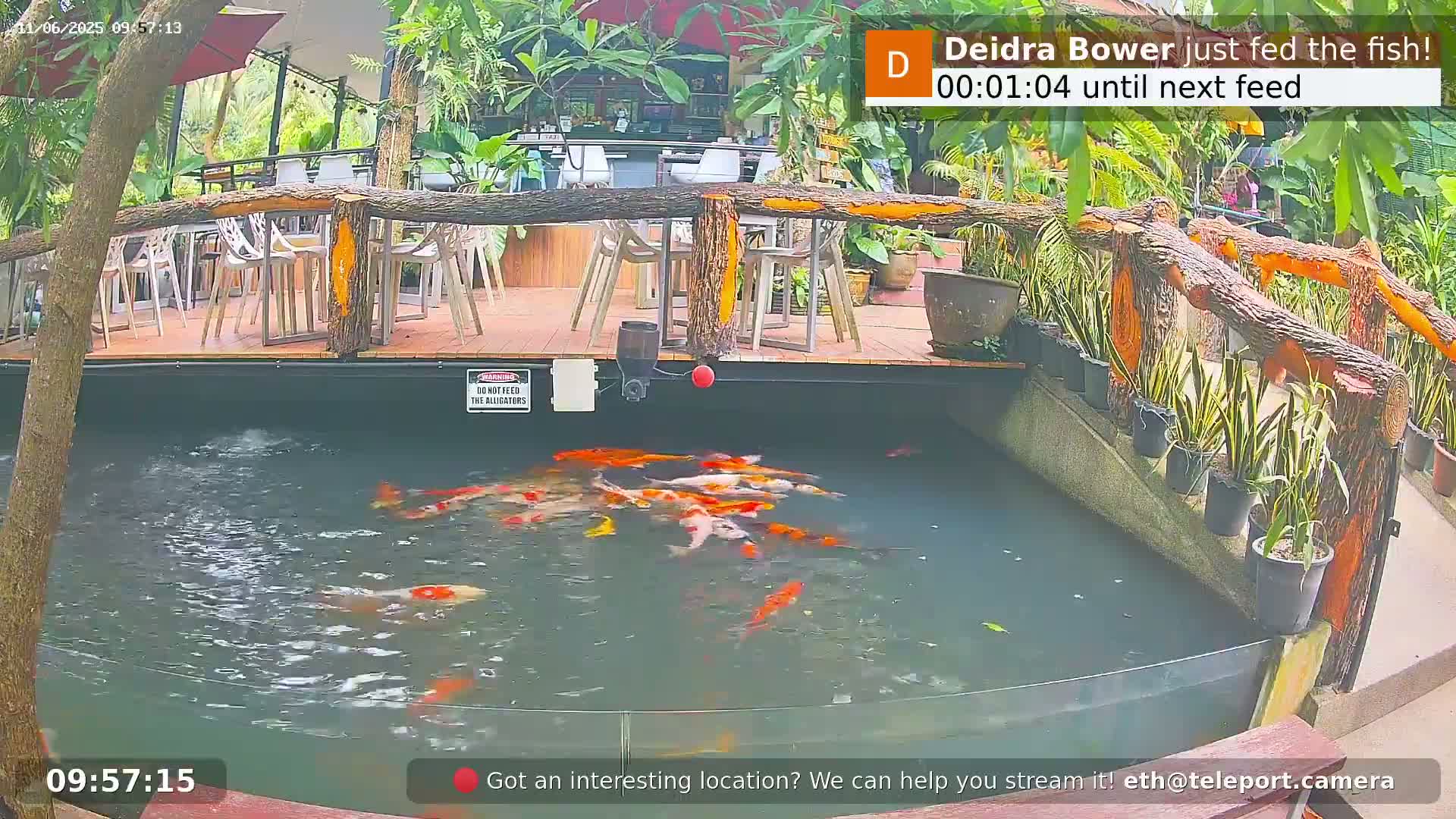 Zoo Cafe · Feed the Life of Fishes, Emus, Deers, Turtles, Malas  Live Cam  - Amphoe Ko Pha - Ngan, Surat Thani, Thailand