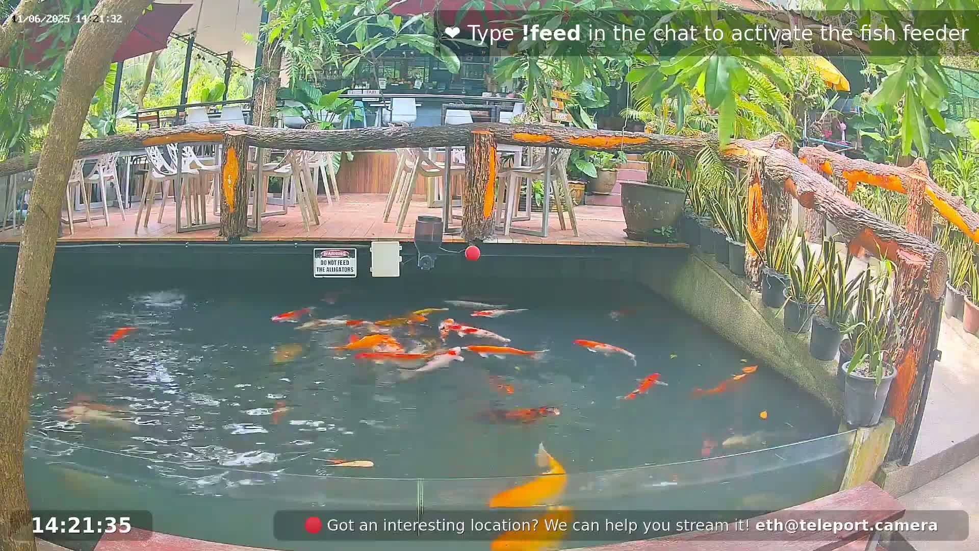 Koi fish swim in a pond next to an outdoor restaurant with wooden railings and potted plants.