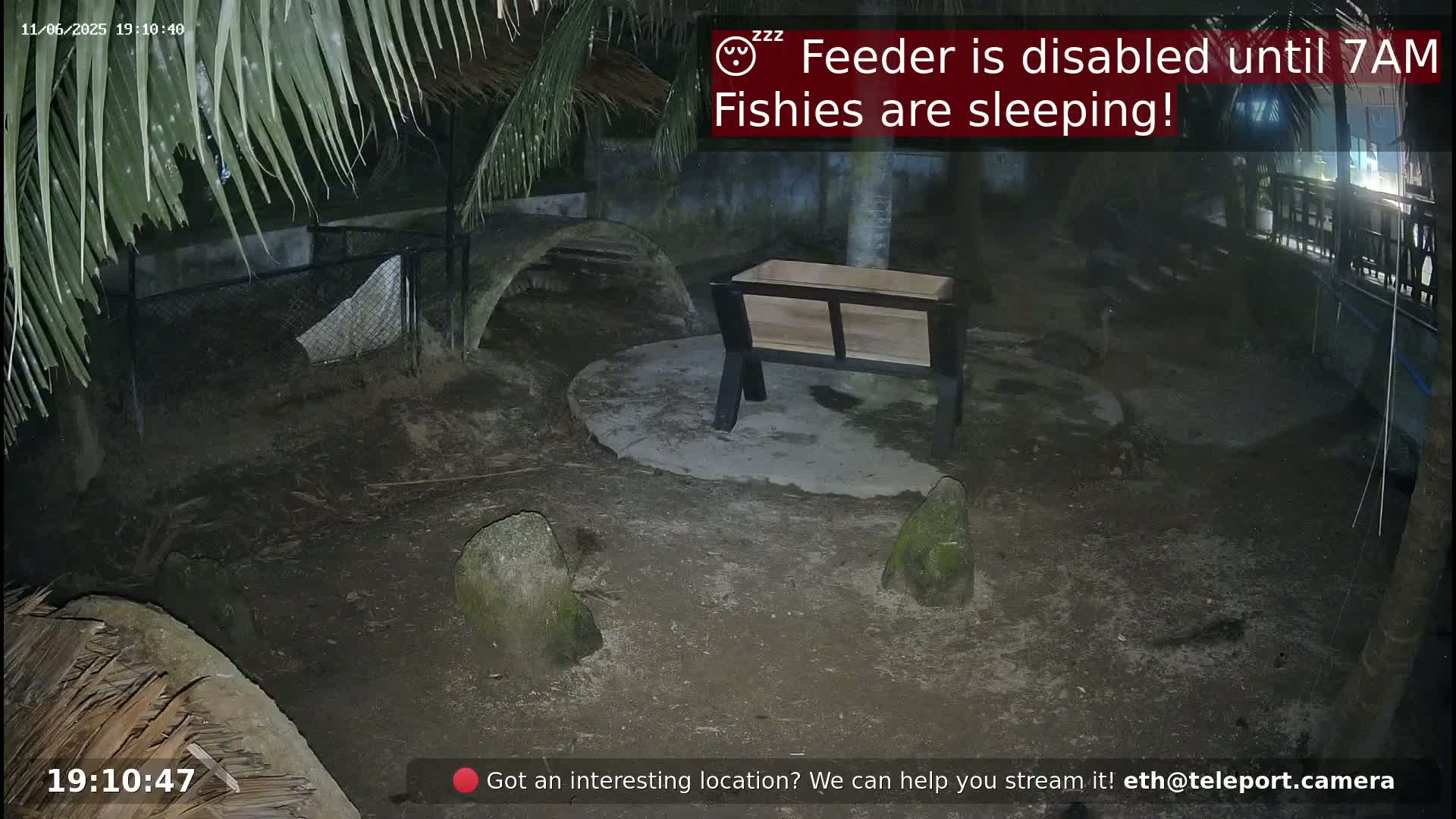 A nighttime outdoor scene shows a wooden feeder on a cement pad, surrounded by rocks and vegetation under the cover of palm fronds.