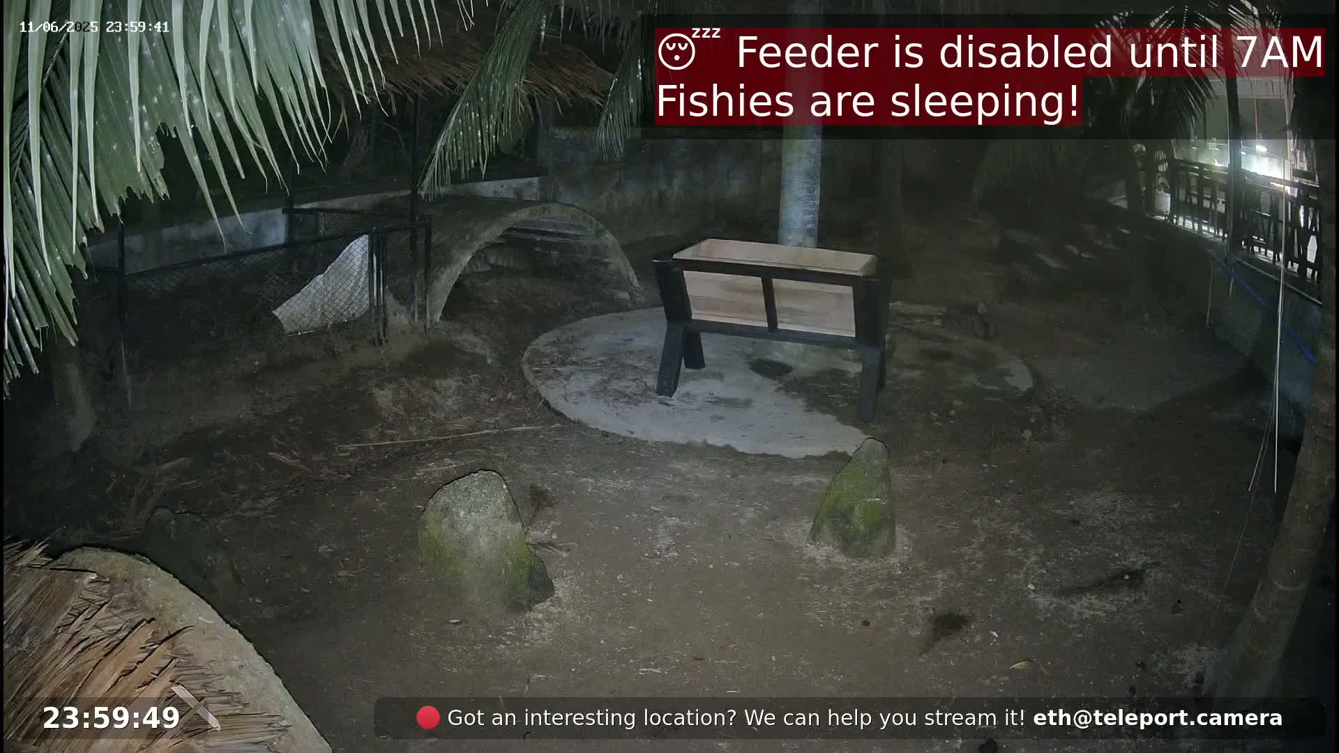 A nighttime outdoor scene shows a wooden fish feeder sitting on a concrete slab in a dark, dirt enclosure surrounded by tropical plants and rocks.