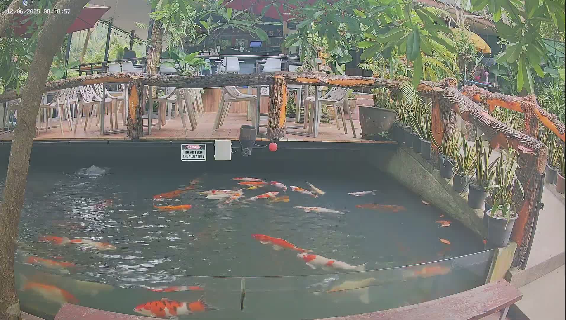 Zoo Cafe · Feed the Life of Fishes, Emus, Deers, Turtles, Malas  Live Cam  - Amphoe Ko Pha - Ngan, Surat Thani, Thailand