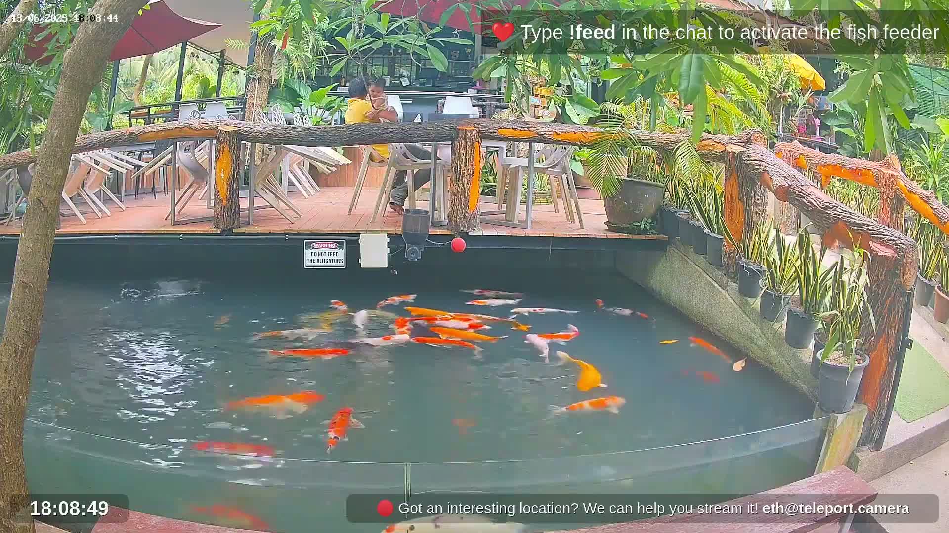 A person sits at an outdoor restaurant next to a pond filled with orange and white koi fish.