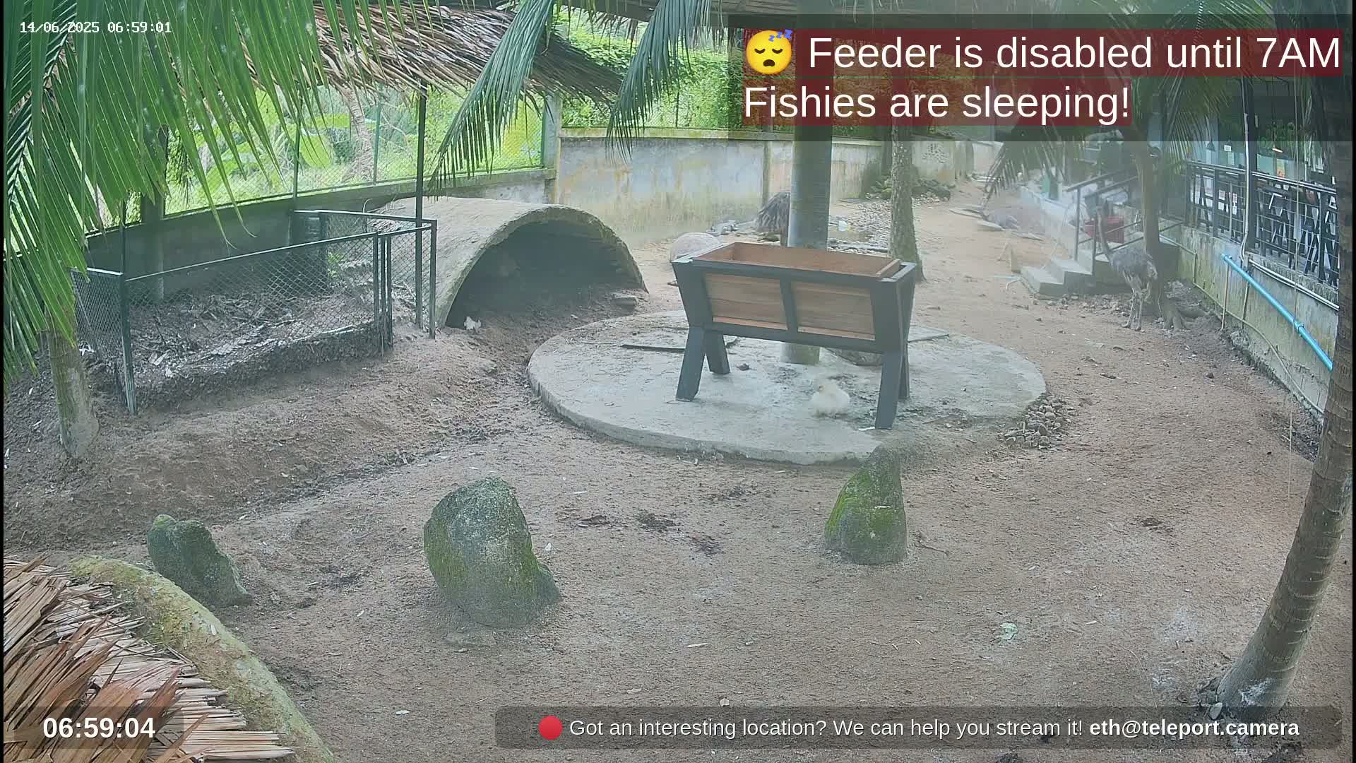 Zoo Cafe · Feed the Life of Fishes, Emus, Deers, Turtles, Malas  Live Cam  - Amphoe Ko Pha - Ngan, Surat Thani, Thailand