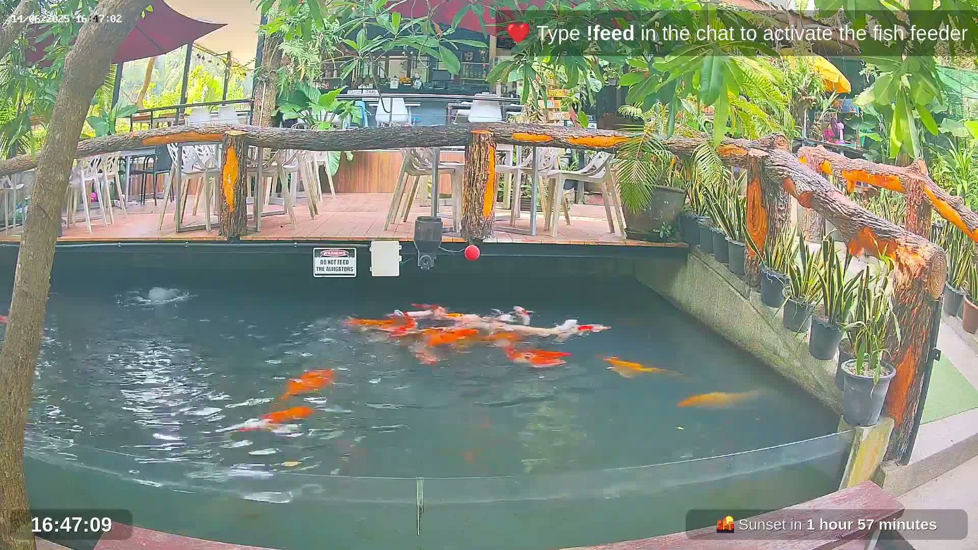 Koi fish swim in a pond next to an outdoor patio with tables and chairs, surrounded by lush tropical plants.