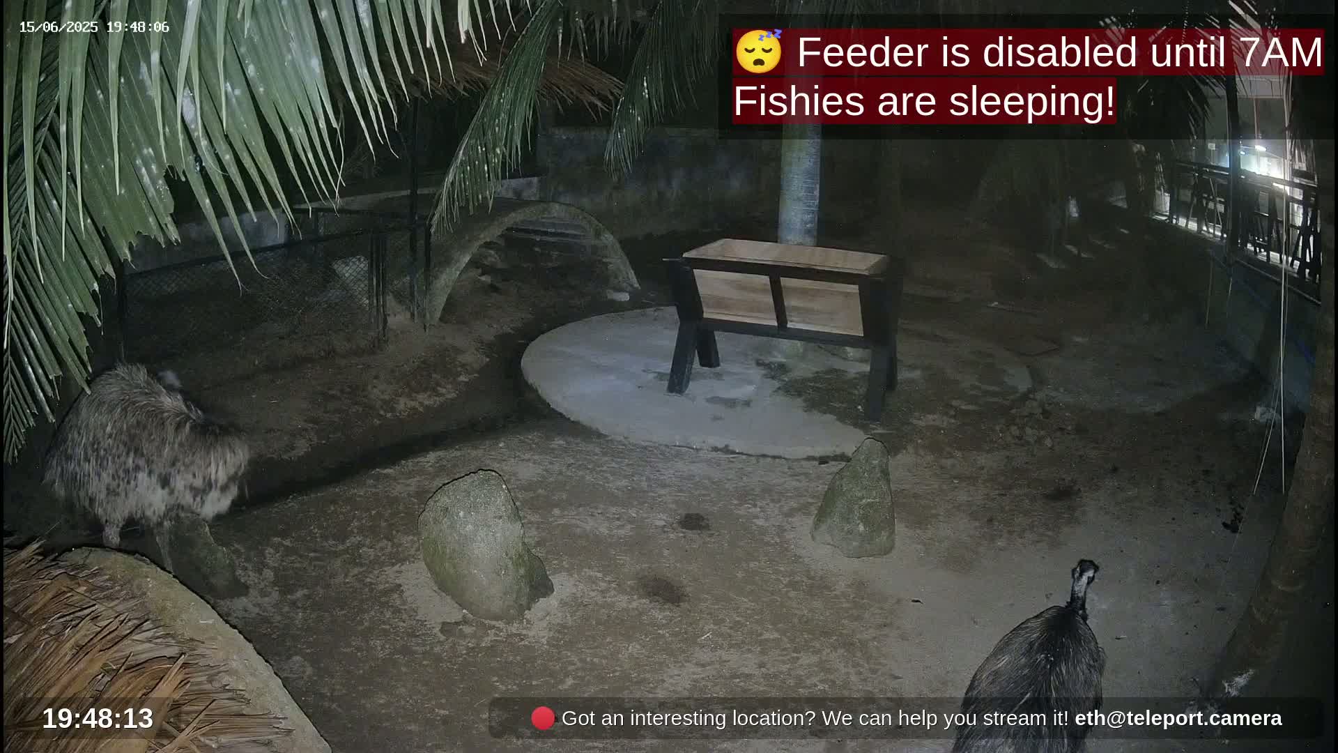 At night, under palm fronds, two large flightless birds are near a wooden feeder and several rocks in a dirt enclosure.